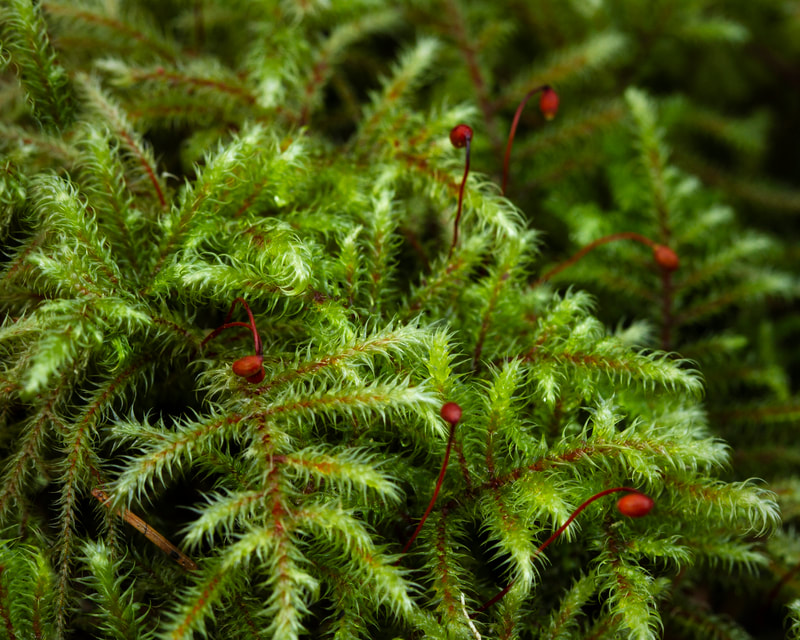 Photo of beautiful green moss with red sporophytes on a log.