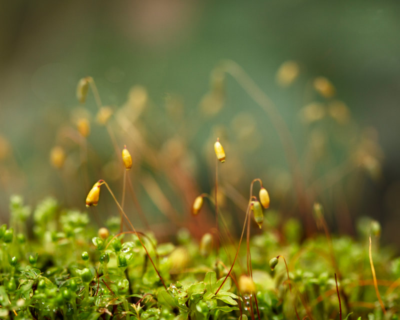 Photo of moss with its sporophytes in a rain forest.