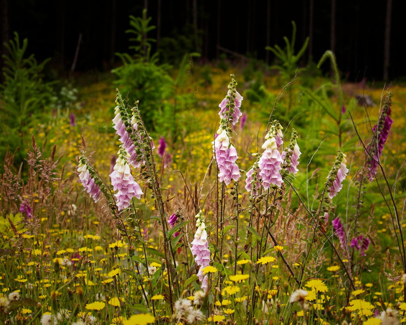 Photo of Foxglove at the edge of a forest.