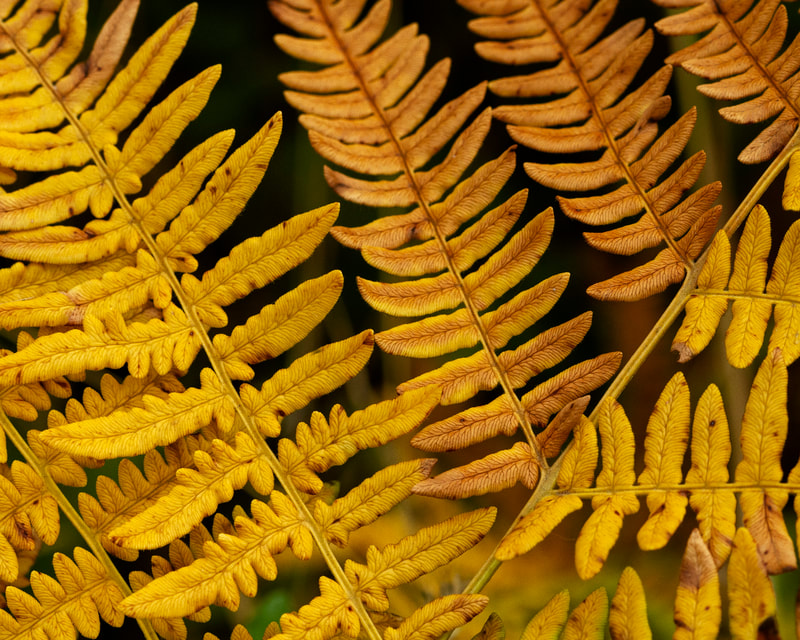 Picture of fall colors on a bracken fern.