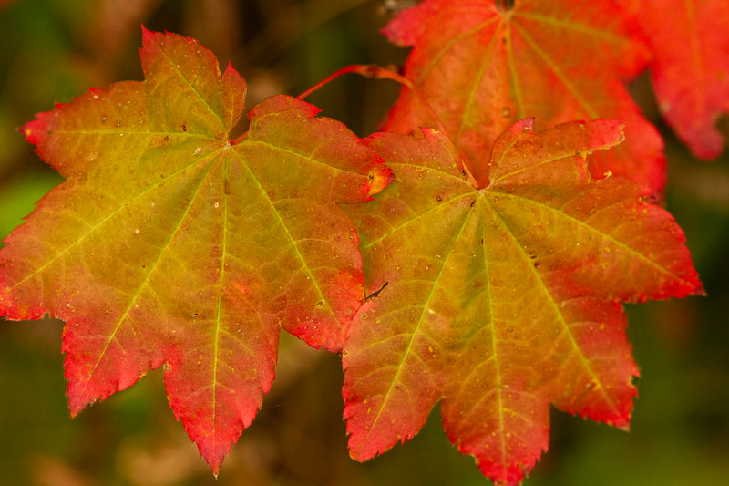 Photograph of a vine maple leaves starting to turn to fall colors.