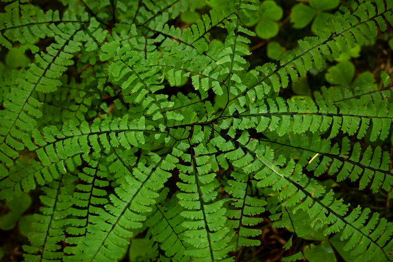 Image of a Maidenhair fern.