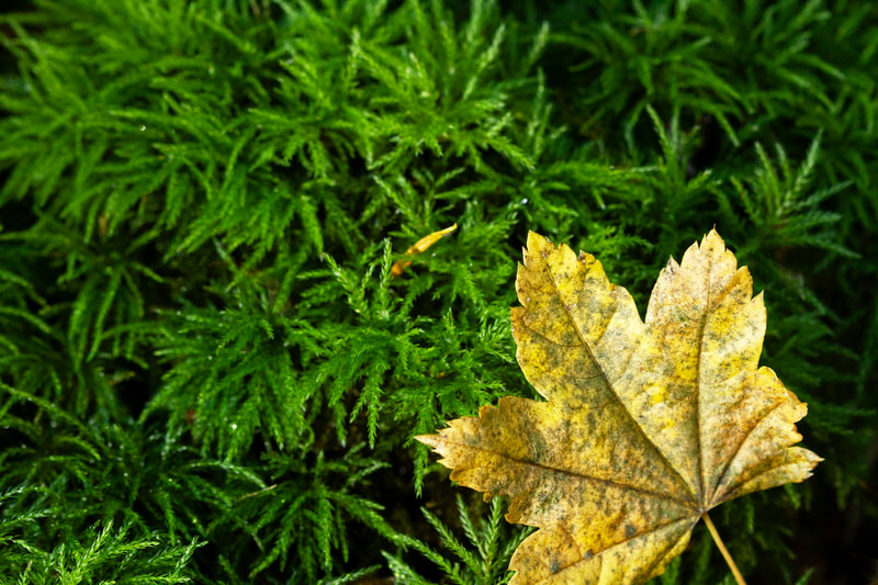 A photo of a yellow vine maple leaf that has fallen on some moss.