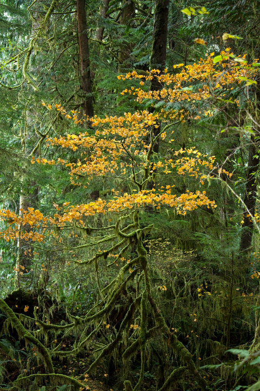 Photograph of a Vine Maple Tree with yellow leaves.