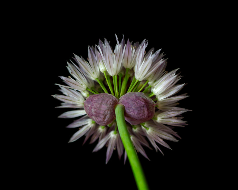 Photograph of the backside of the bloom of a chive flower.
