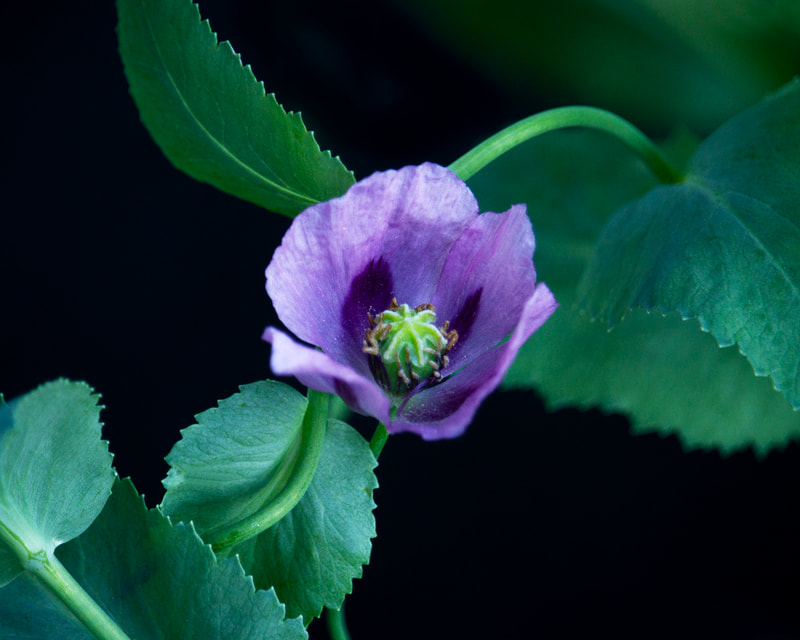 Photo of a flower of the Himalayan Blue Poppy.