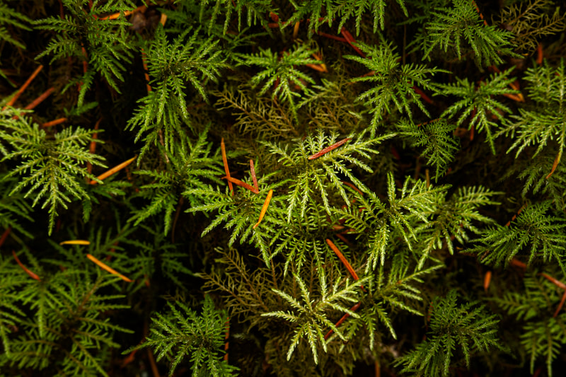 Photo of Kindbergia oregana growing in a rain forest.