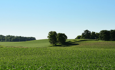 Photograph of Trees growing in the middle of a country corn field.
