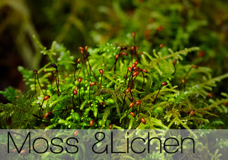 Gallery image for Moss and Lichen.