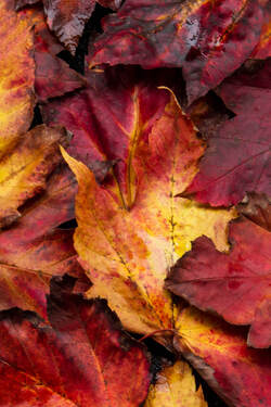 Picture of autumnal leaves on the ground.