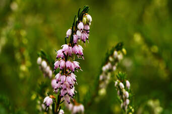 Picture of Winter Heather.