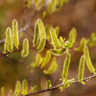 Photo of Sitka Willow Catkins