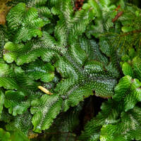 Picture of a Snake Liverwort on the forest floor.